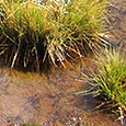 Ichu, a grass native to Northern Peru